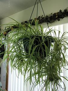 spider plant-air-purifying plants, Milford, Milford MA